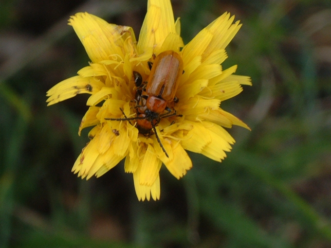 Exosoma lusitanicum in accoppiamento (Col., Chrysomelidae)